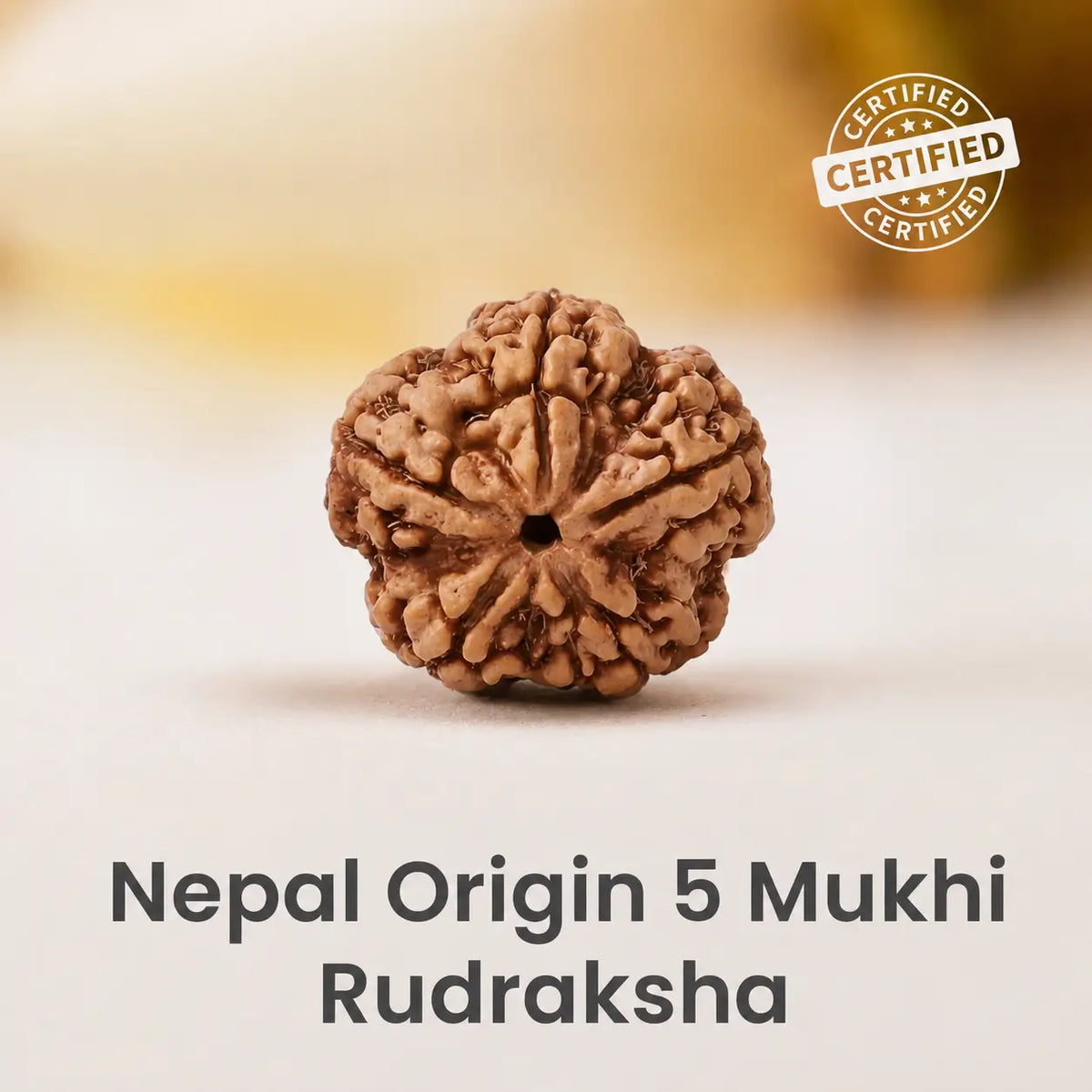 5 Mukhi Rudraksha Original Nepali Bead 18mm - 22mm (Buy 1 Get 1 Free)